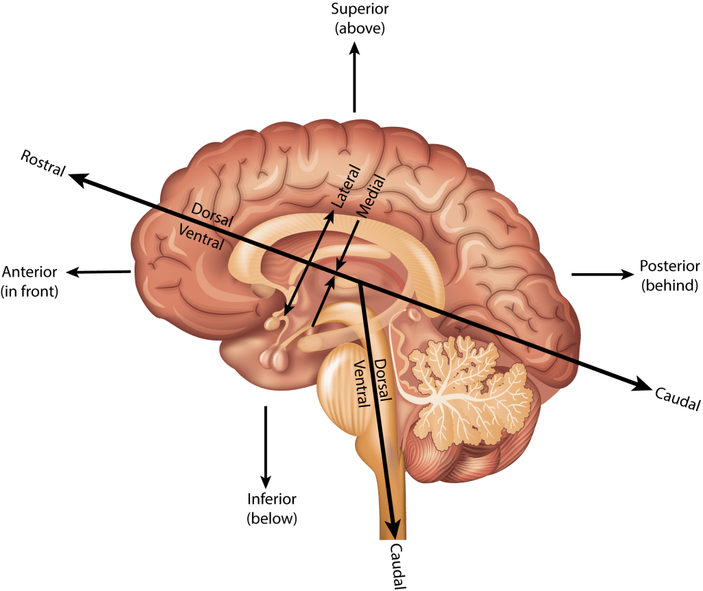 Brain location terminology